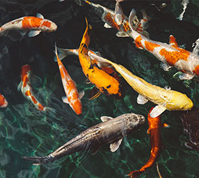 poissons de bassin (carpes koi) 31