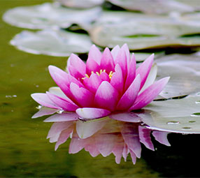 plantes aquatiques (nénuphar) 32